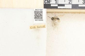 Media type: image;   Entomology 770240 Aspect: Labels